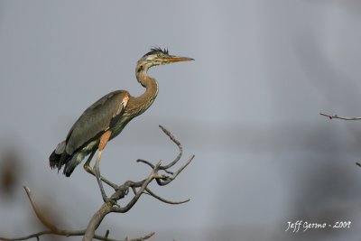 young-heron.jpg