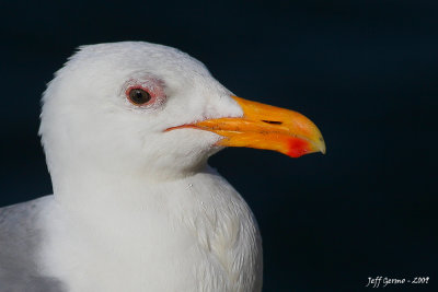 gull-head.jpg