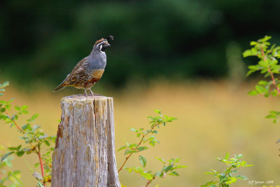 quail2.jpg