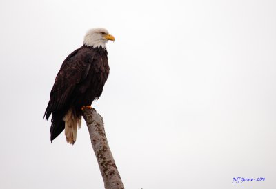 bald-eagle-5d-horizontal.jpg