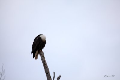 bald-eagle-5d-hiding.jpg