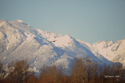 eagle-brakendale4.jpg