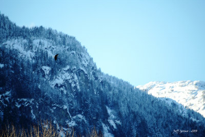 eagle-brakendale2.jpg