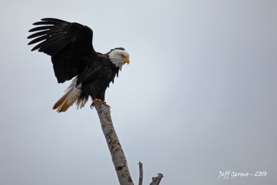 boundary-bay-eagle-5d3.jpg