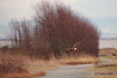 northern-harrier-mouse.jpg