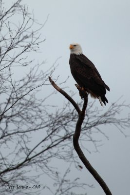 boundary-bay-eagle-5d6.jpg