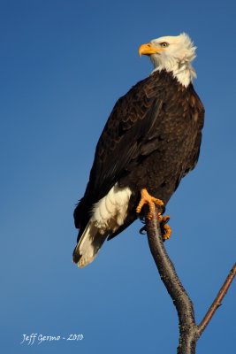 eagle-perched.jpg
