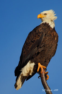 eagle-portrait.jpg