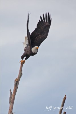 eagle-taking-off-5d.jpg