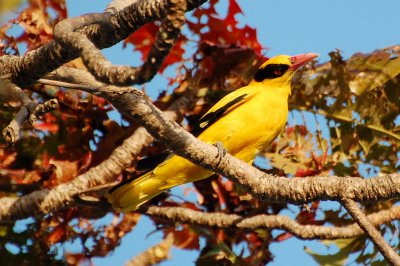 Black-Naped Oriole