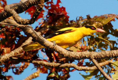 Black-Naped Oriole