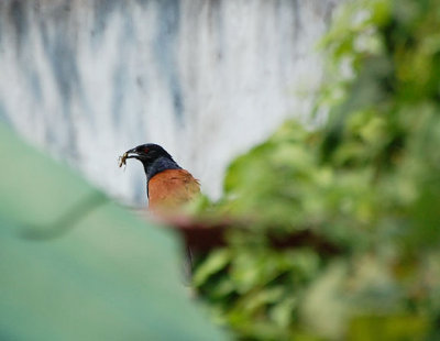 Greater Coucal