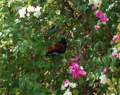 Greater Coucal