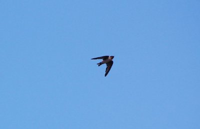 Pacific Swallow