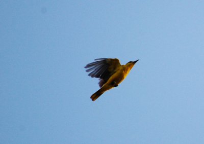 Black-Naped Oriole