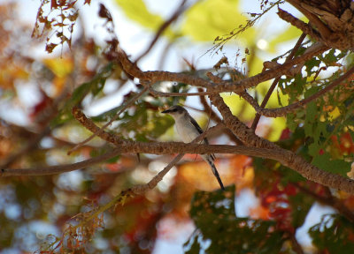 Ashy Minivet