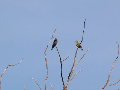 Indian Roller