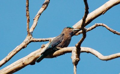 Indian Roller