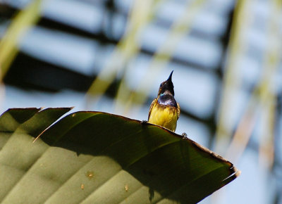 Olive Backed Sunbird