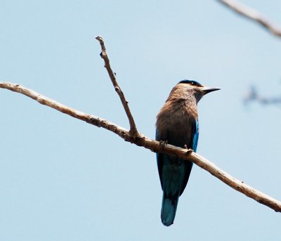 Indian Roller