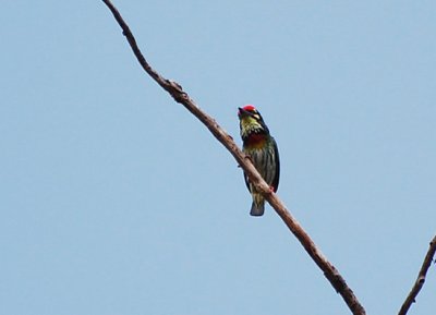 Coppersmith Barbet