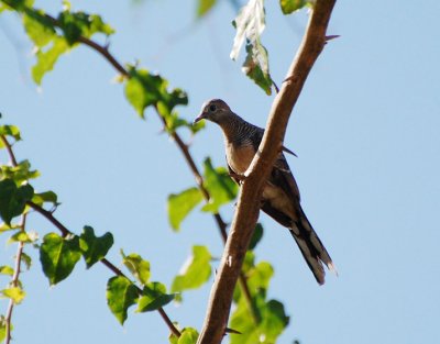 Peaceful Dove