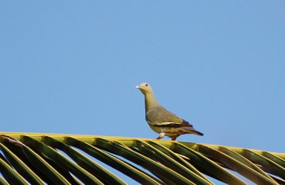 Pink Necked Green Pigeon