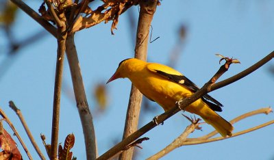 Black-Naped Oriole