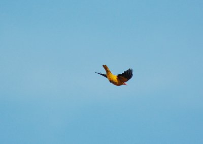 Black-Naped Oriole