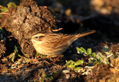 Svartstrupigjrnsparv  (Prunella atrogularis)  Ottenby land