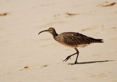 Smspov (Numenius Phaeopus)