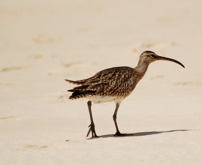 Smspov (Numenius Phaeopus)