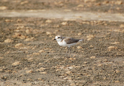 Svartbent strandpipare (Charadrius alexandrinus)