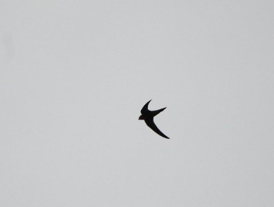 Tornseglare  (Apus apus)