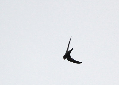 Tornseglare  (Apus apus)