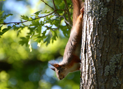 Ekorre (Sciurus vulgaris)