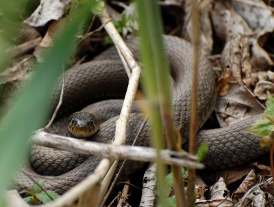 Snok (Natrix natrix)