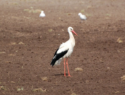 Vit stork (Ciconoa ciconia) Skrlunda grd  stergtland