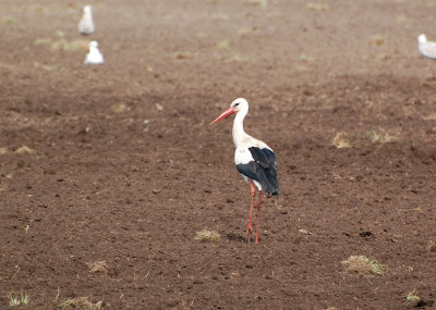 Vit stork (Ciconoa ciconia) Skrlunda grd  stergtland