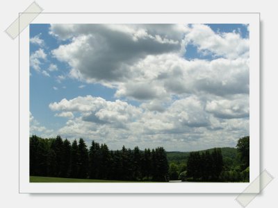 pine-sky.jpg