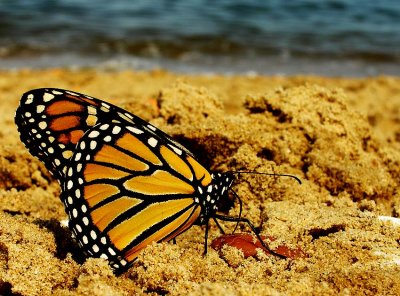 Beach butterfly