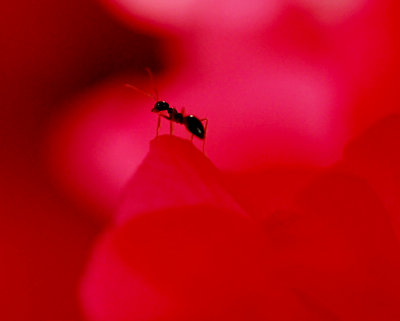 Macro