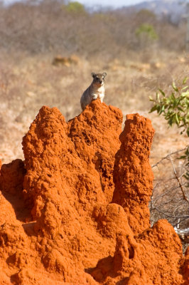 On Safari - East & West Tsavo