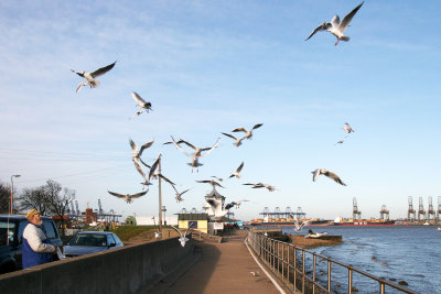 The Seagulls Of Harwich