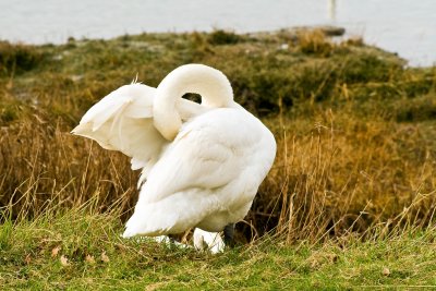 The Mistley Swans