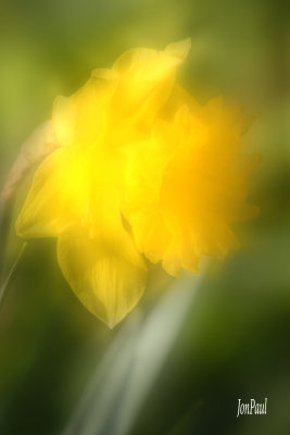 SCATTER LIGHT.jpg