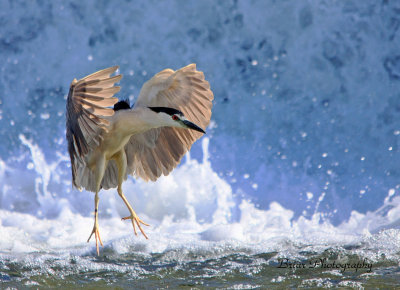 Black crowned night heron at Ohio falls Ky..