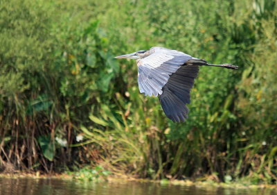 Blue Heron..La Porte Texas..