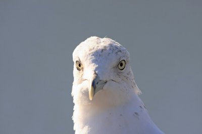 Pretty sea gull