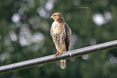 red tail hawk..